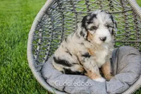 Marigold, a female Poodle - Miniature  and Sheepadoodle for sale in Sugarcreek, OH – 1 of 6