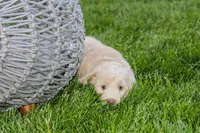 Mars, a male Spanish Water Dog and Poodle - Miniature  for sale in Sugarcreek, OH – 4 of 4