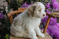 Venus, a female Spanish Water Dog and Poodle - Miniature  for sale in Sugarcreek, OH – 3 of 4