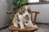 Everest, a female Spanish Water Dog and Poodle - Miniature  for sale in Sugarcreek, OH – 4 of 5