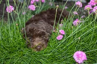 Jupiter, a male Spanish Water Dog and Poodle - Miniature  for sale in Sugarcreek, OH – 6 of 6