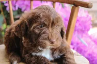 Earth, a male Spanish Water Dog and Poodle - Miniature  for sale in Sugarcreek, OH – 2 of 5