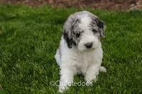 Cliff, a female Spanish Water Dog and Poodle - Miniature  for sale in Sugarcreek, OH – 2 of 6