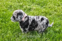 Atlas, a female Spanish Water Dog and Poodle - Miniature  for sale in Sugarcreek, OH – 6 of 7