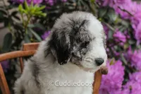 Cliff, a female Spanish Water Dog and Poodle - Miniature  for sale in Sugarcreek, OH – 4 of 6