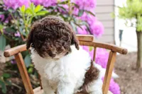 Neptune, a female Spanish Water Dog and Poodle - Miniature  for sale in Sugarcreek, OH – 2 of 5