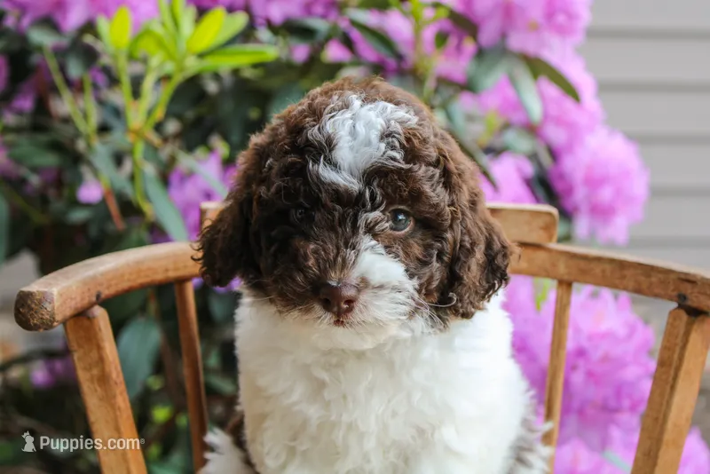 Mercury – Spanish Water Dog, Poodle - Miniature  puppy for sale in Sugarcreek, OH