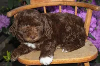 Jupiter, a male Spanish Water Dog and Poodle - Miniature  for sale in Sugarcreek, OH – 3 of 6