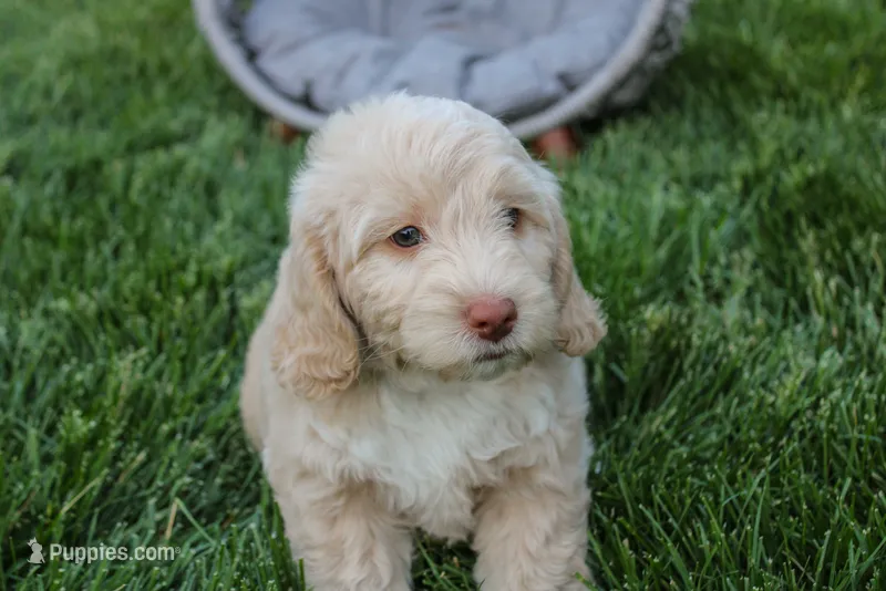 Mars – Spanish Water Dog, Poodle - Miniature  puppy for sale in Sugarcreek, OH
