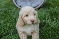 Mars, a male Spanish Water Dog and Poodle - Miniature  for sale in Sugarcreek, OH – 2 of 4