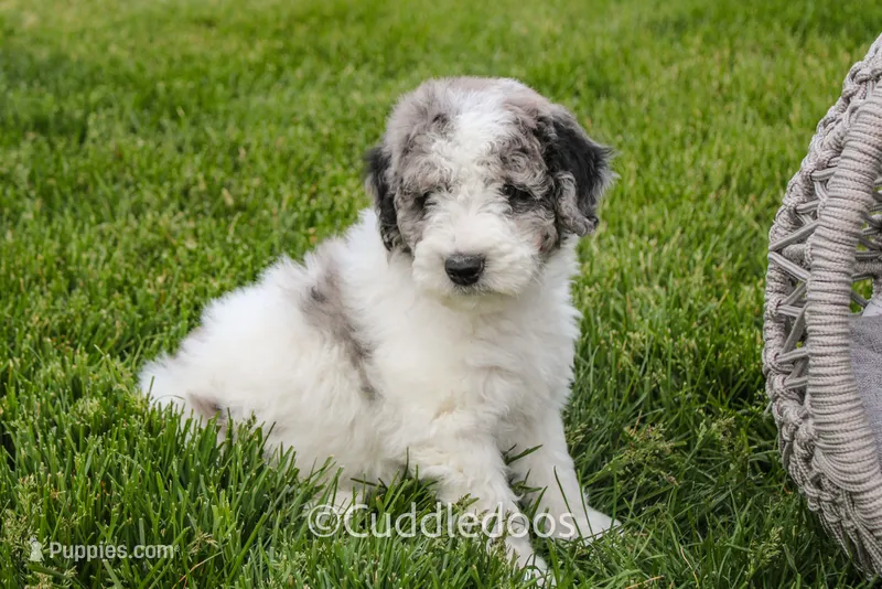 Cliff – Spanish Water Dog, Poodle - Miniature  puppy for sale in Sugarcreek, OH