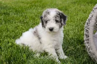 Cliff, a female Spanish Water Dog and Poodle - Miniature  for sale in Sugarcreek, OH – 6 of 6
