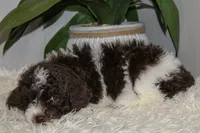 Saturn, a female Spanish Water Dog and Poodle - Miniature  for sale in Sugarcreek, OH – 3 of 4