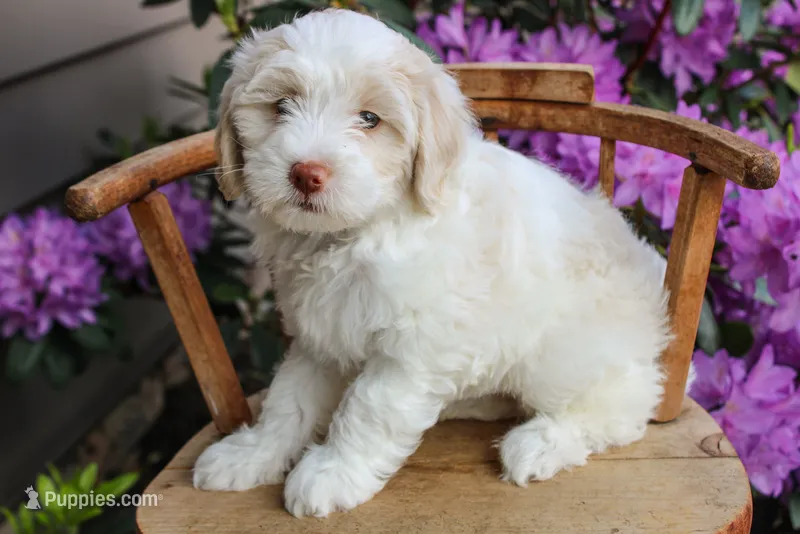 Venus – Spanish Water Dog, Poodle - Miniature  puppy for sale in Sugarcreek, OH