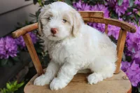 Venus, a female Spanish Water Dog and Poodle - Miniature  for sale in Sugarcreek, OH – 2 of 4