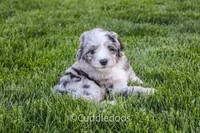 Rose, a female Poodle - Miniature  and Sheepadoodle for sale in Sugarcreek, OH – 3 of 3
