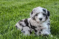 Rose, a female Poodle - Miniature  and Sheepadoodle for sale in Sugarcreek, OH – 2 of 3