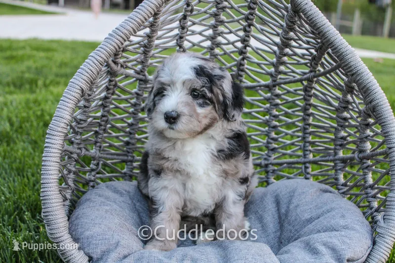 Rose – Poodle - Miniature , Sheepadoodle puppy on hold in Sugarcreek, OH