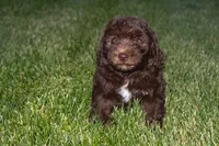 Jupiter, a male Spanish Water Dog and Poodle - Miniature  for sale in Sugarcreek, OH – 5 of 6