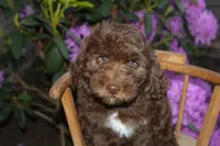 Jupiter, a male Spanish Water Dog and Poodle - Miniature  for sale in Sugarcreek, OH – 1 of 6