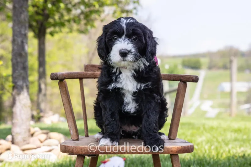 Lily – Poodle - Miniature , Sheepadoodle puppy for sale in Sugarcreek, OH