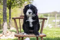 Lily, a female Poodle - Miniature  and Sheepadoodle for sale in Sugarcreek, OH – 1 of 6