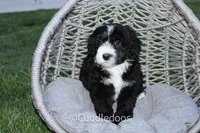 Lily, a female Poodle - Miniature  and Sheepadoodle for sale in Sugarcreek, OH – 6 of 6
