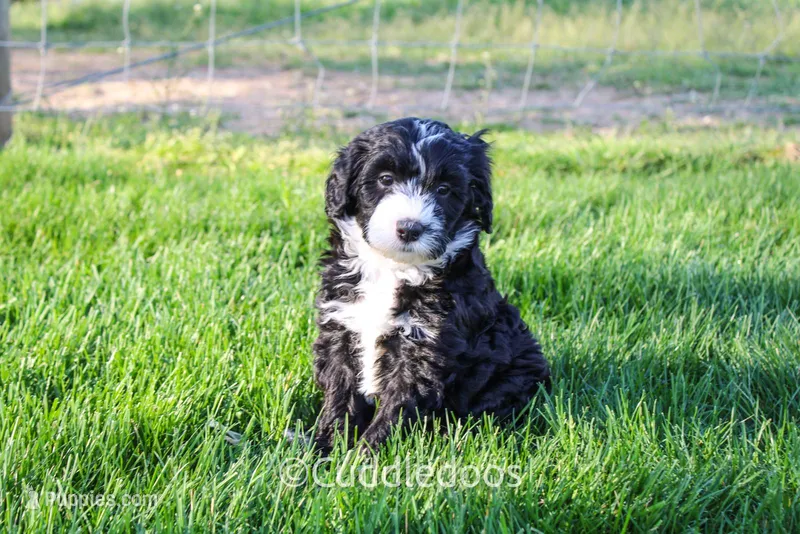 Lily – Poodle - Miniature , Sheepadoodle puppy for sale in Sugarcreek, OH