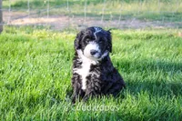 Lily, a female Poodle - Miniature  and Sheepadoodle for sale in Sugarcreek, OH – 5 of 6