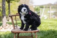 Lily, a female Poodle - Miniature  and Sheepadoodle for sale in Sugarcreek, OH – 4 of 6