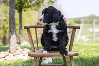 Lily, a female Poodle - Miniature  and Sheepadoodle for sale in Sugarcreek, OH – 3 of 6