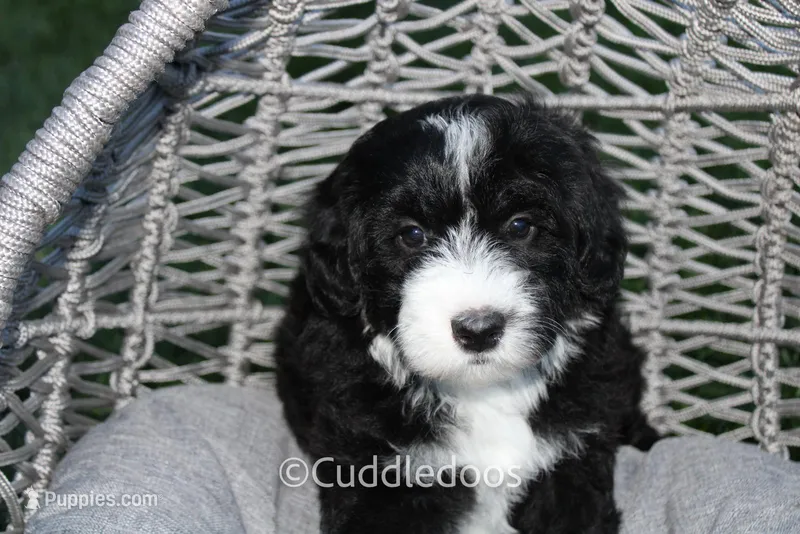Lily – Poodle - Miniature , Sheepadoodle puppy for sale in Sugarcreek, OH