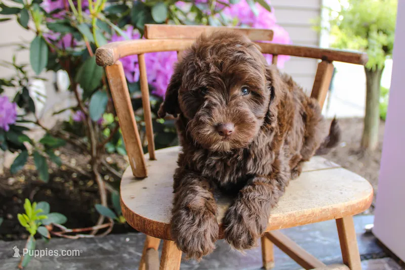Uranus – Spanish Water Dog, Poodle - Miniature  puppy for sale in Sugarcreek, OH
