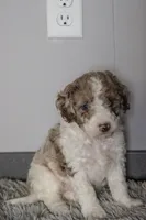 Everest, a female Spanish Water Dog and Poodle - Miniature  for sale in Sugarcreek, OH – 5 of 5