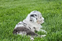 Daisy, a female Poodle - Miniature  and Sheepadoodle for sale in Sugarcreek, OH – 4 of 6