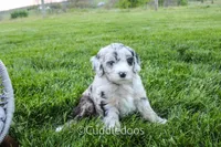 Daisy, a female Poodle - Miniature  and Sheepadoodle for sale in Sugarcreek, OH – 3 of 6