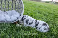 Daisy, a female Poodle - Miniature  and Sheepadoodle for sale in Sugarcreek, OH – 6 of 6