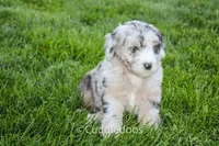Daisy, a female Poodle - Miniature  and Sheepadoodle for sale in Sugarcreek, OH – 2 of 6