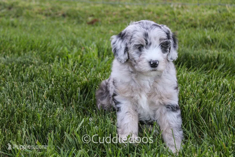 Daisy – Poodle - Miniature , Sheepadoodle puppy for sale in Sugarcreek, OH