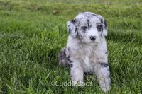 Daisy, a female Poodle - Miniature  and Sheepadoodle for sale in Sugarcreek, OH – 1 of 6