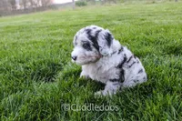 Daisy, a female Poodle - Miniature  and Sheepadoodle for sale in Sugarcreek, OH – 5 of 6