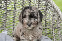 Valley, a female Spanish Water Dog and Poodle - Miniature  for sale in Sugarcreek, OH – 2 of 5