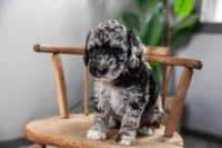Atlas, a female Spanish Water Dog and Poodle - Miniature  for sale in Sugarcreek, OH – 2 of 7