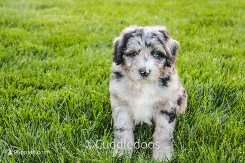 Iris – Poodle - Miniature , Sheepadoodle puppy for sale in Sugarcreek, OH