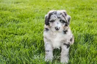 Iris, a female Poodle - Miniature  and Sheepadoodle for sale in Sugarcreek, OH – 3 of 4