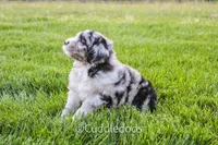 Iris, a female Poodle - Miniature  and Sheepadoodle for sale in Sugarcreek, OH – 4 of 4
