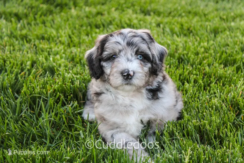 Iris – Poodle - Miniature , Sheepadoodle puppy for sale in Sugarcreek, OH