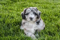 Iris, a female Poodle - Miniature  and Sheepadoodle for sale in Sugarcreek, OH – 1 of 4