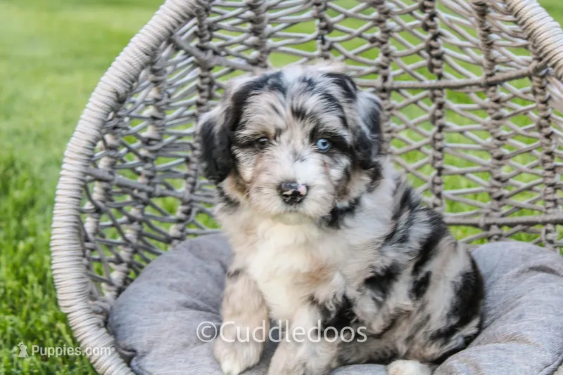 Iris – Poodle - Miniature , Sheepadoodle puppy for sale in Sugarcreek, OH