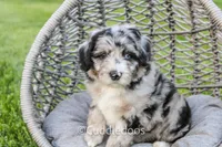 Iris, a female Poodle - Miniature  and Sheepadoodle for sale in Sugarcreek, OH – 2 of 4